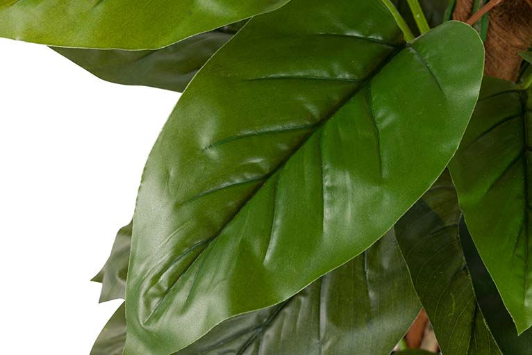 Planta aureum com 65x65x125 cm de panela