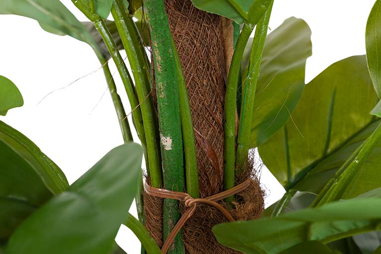 Planta aureum com 65x65x125 cm de panela