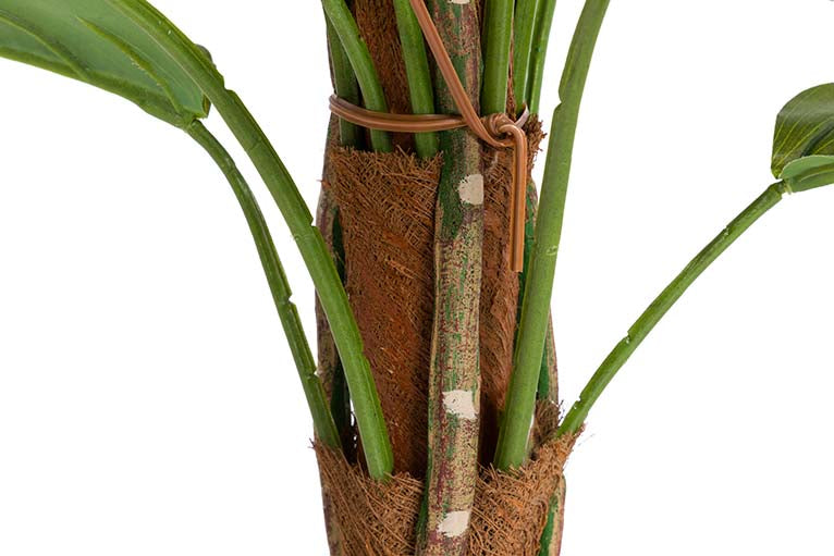 Planta aureum com 65x65x125 cm de panela