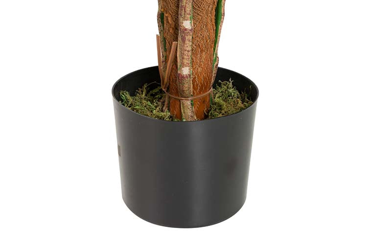 Planta aureum com 65x65x125 cm de panela