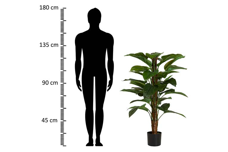 Planta aureum com 65x65x125 cm de panela