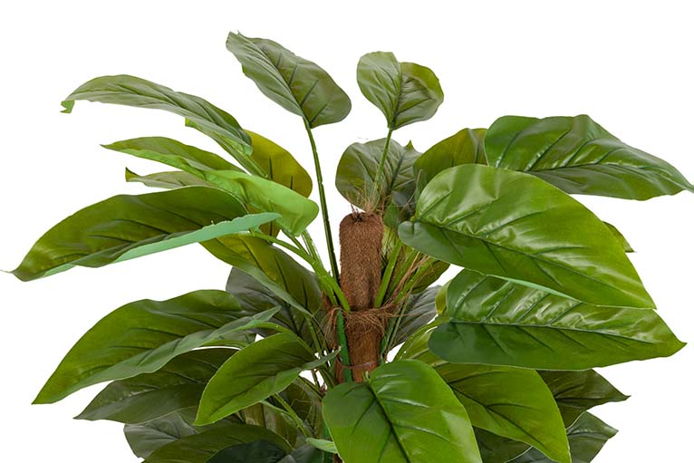 Planta de Aureum com pote de 60x60x130 cm