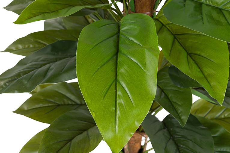 Planta de Aureum com pote de 60x60x130 cm