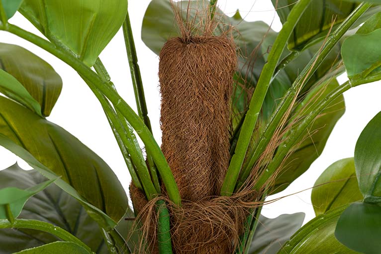 Planta de Aureum com pote de 60x60x130 cm