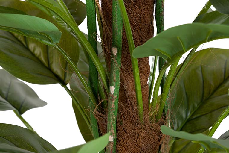 Planta de Aureum com pote de 60x60x130 cm