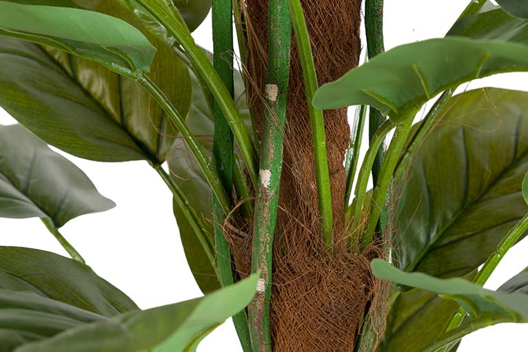 Planta de Aureum com pote de 60x60x130 cm