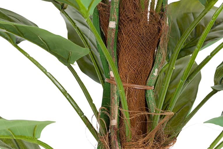 Planta de Aureum com pote de 60x60x130 cm