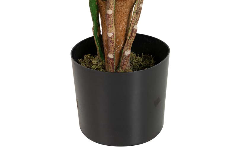 Planta de Aureum com pote de 60x60x130 cm