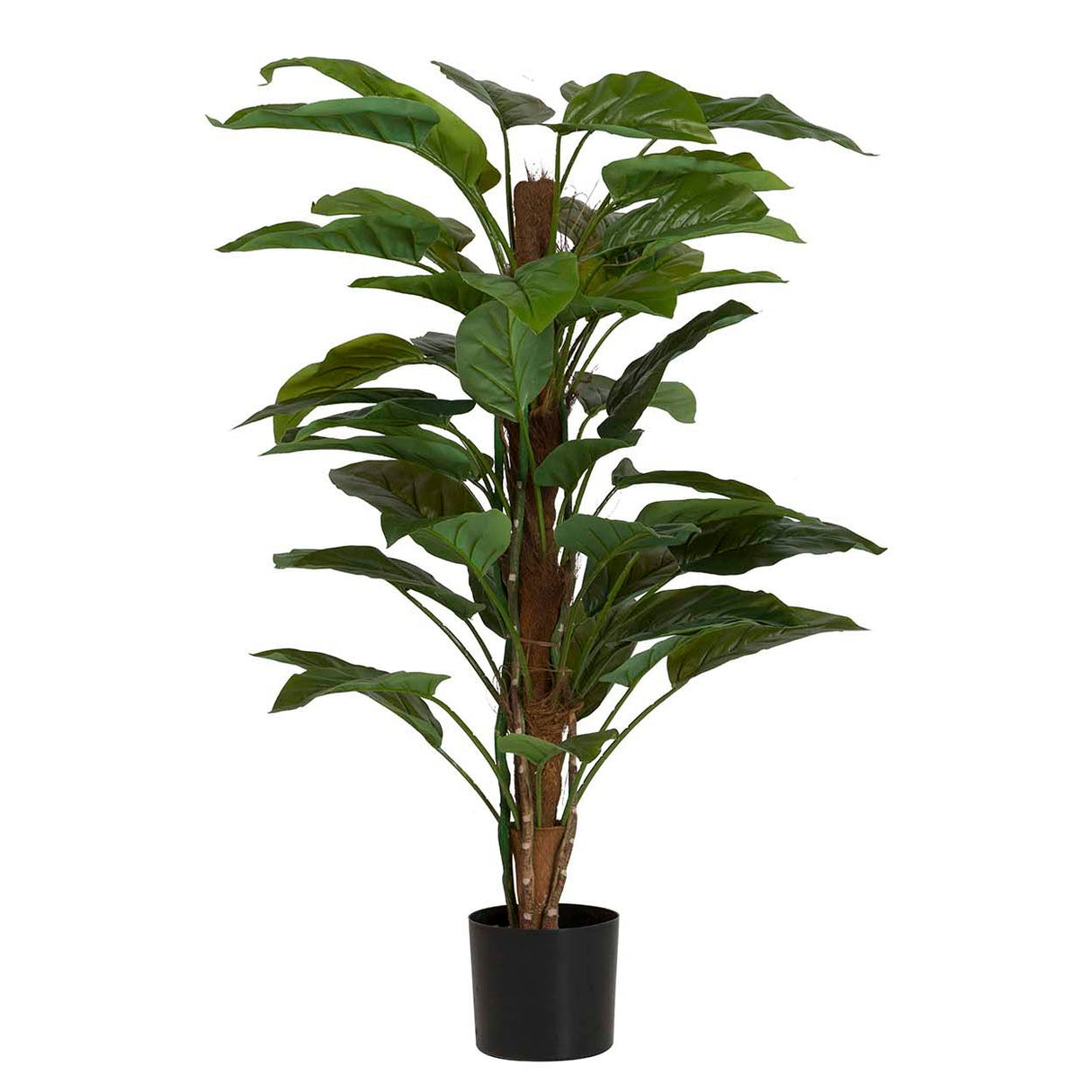 Planta de Aureum com pote de 60x60x130 cm