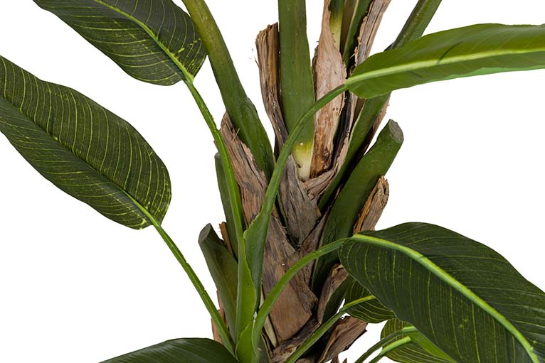 Pianta di palma da viaggiatore con pentola da 90x90x250 cm