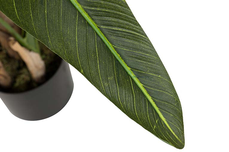 Pianta di palma da viaggiatore con pentola da 90x90x250 cm