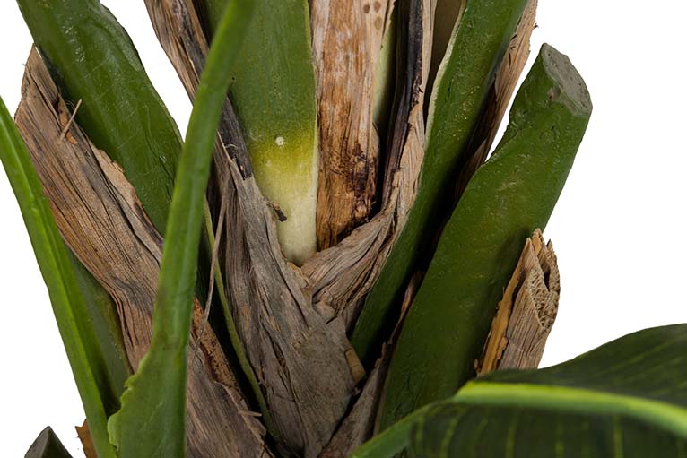 Pianta di palma da viaggiatore con pentola da 90x90x250 cm
