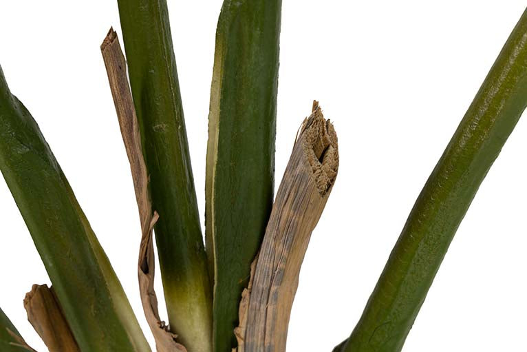 Pianta di palma da viaggiatore con pentola da 90x90x250 cm