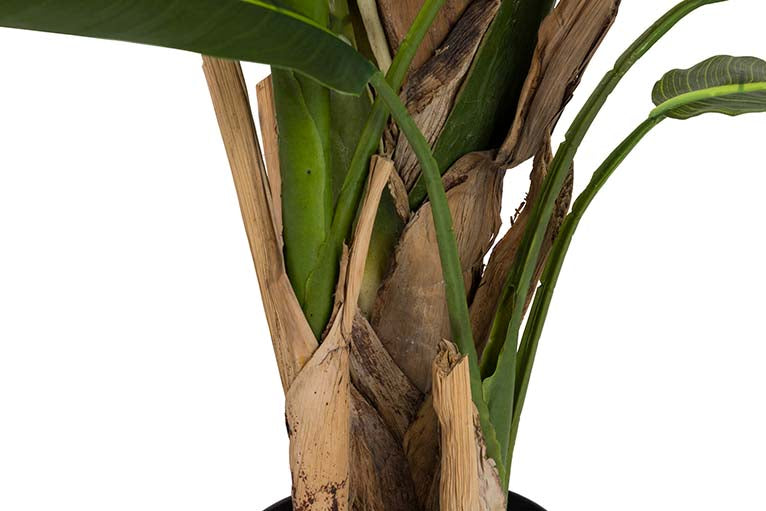 Pianta di palma da viaggiatore con pentola da 90x90x250 cm