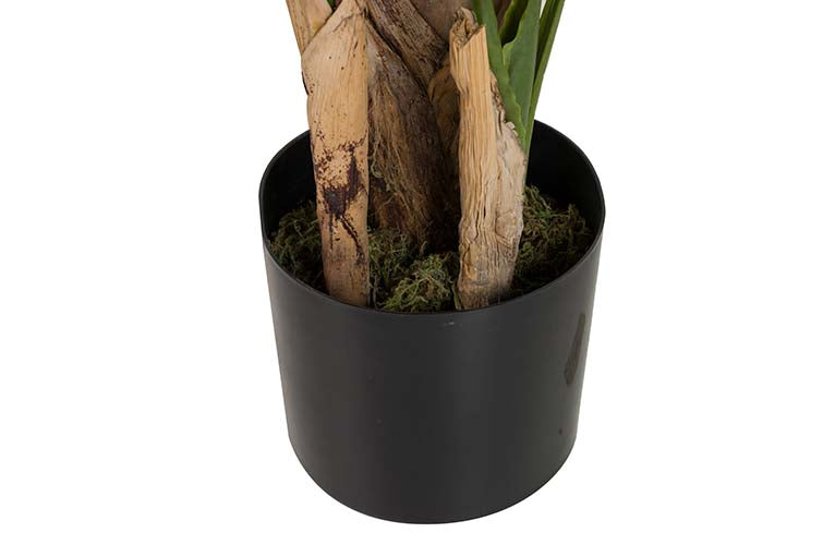 Pianta di palma da viaggiatore con pentola da 90x90x250 cm