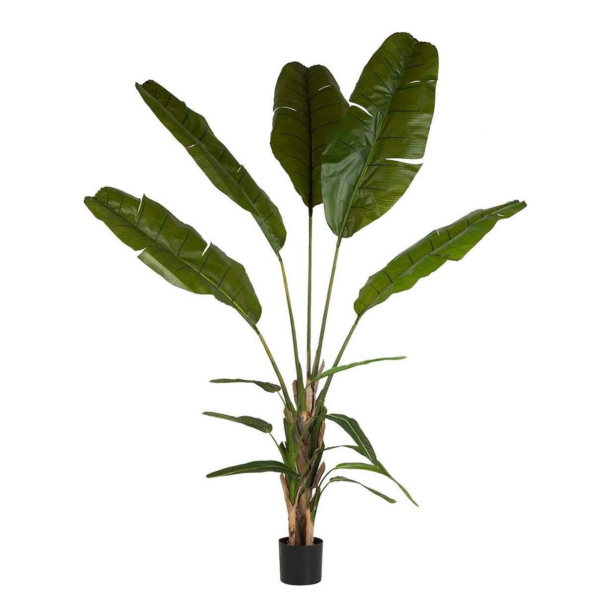 Pianta di palma da viaggiatore con pentola da 90x90x250 cm