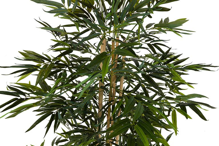 Planta de bambu com 80x80x150 cm