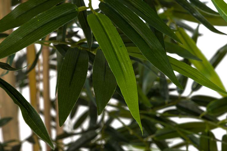 Planta de bambu com 80x80x150 cm