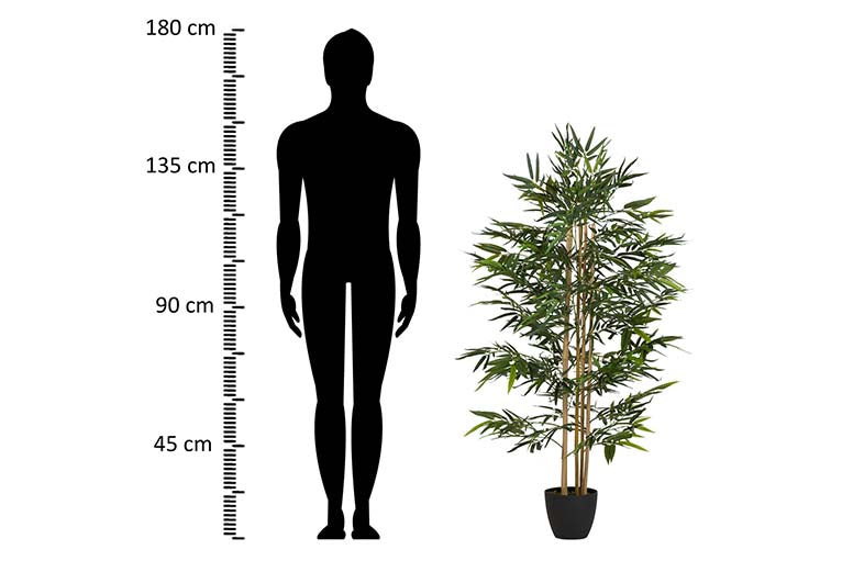 Planta de bambu com 80x80x150 cm