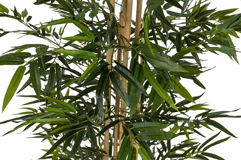 Planta de bambu com 80x80x192 cm