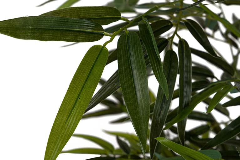 Planta de bambu com 80x80x192 cm