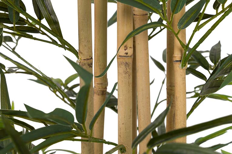 Planta de bambu com 80x80x192 cm