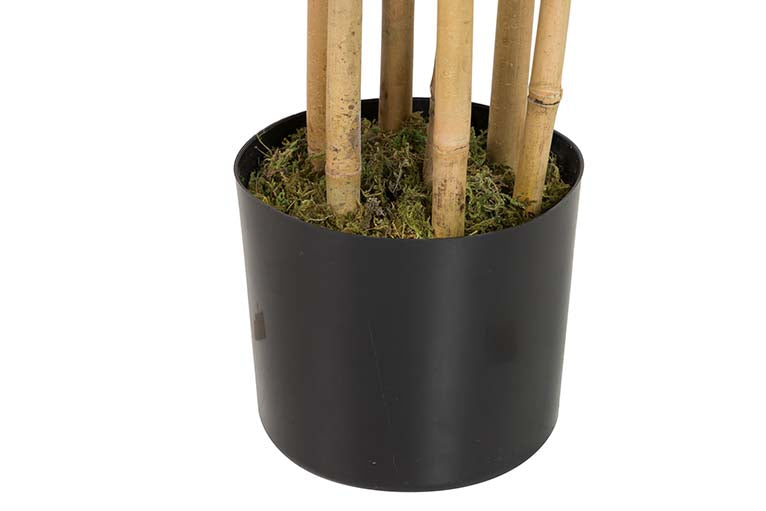 Planta de bambu com 80x80x192 cm