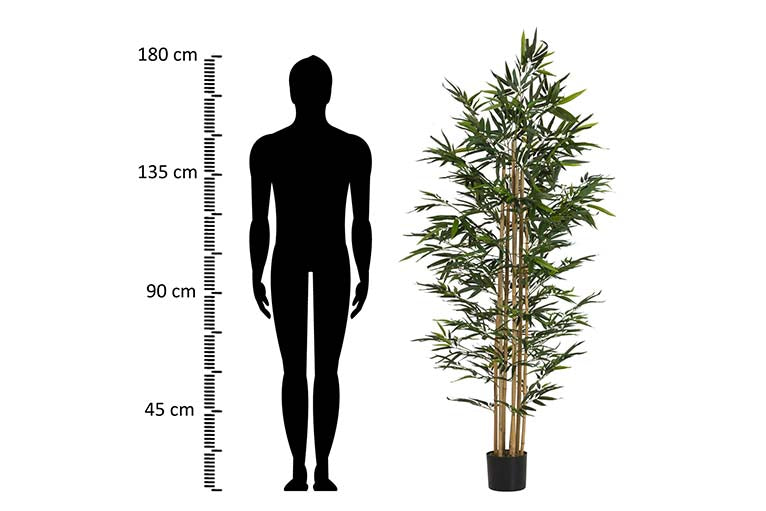 Planta de bambu com 80x80x192 cm