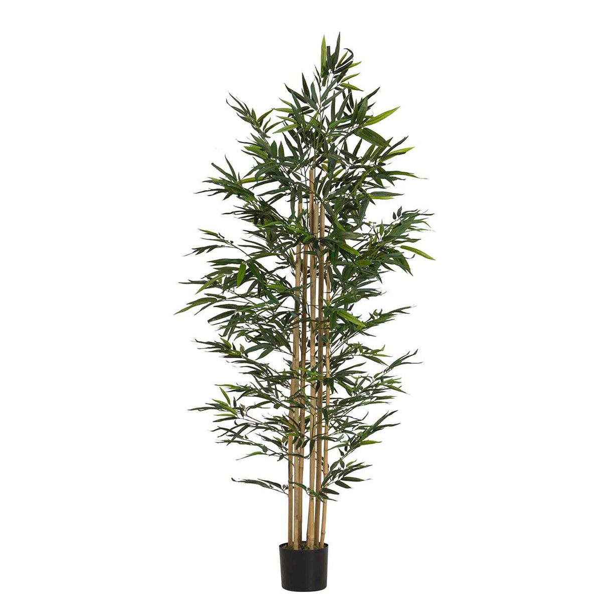 Planta de bambu com 80x80x192 cm