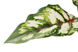 Albero di caladium bicolore con pentola da 50x50x70 cm