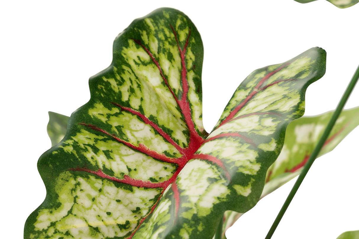 ARBOL CALADIUM BICOLOR CON MACETA 50x50x70 CM