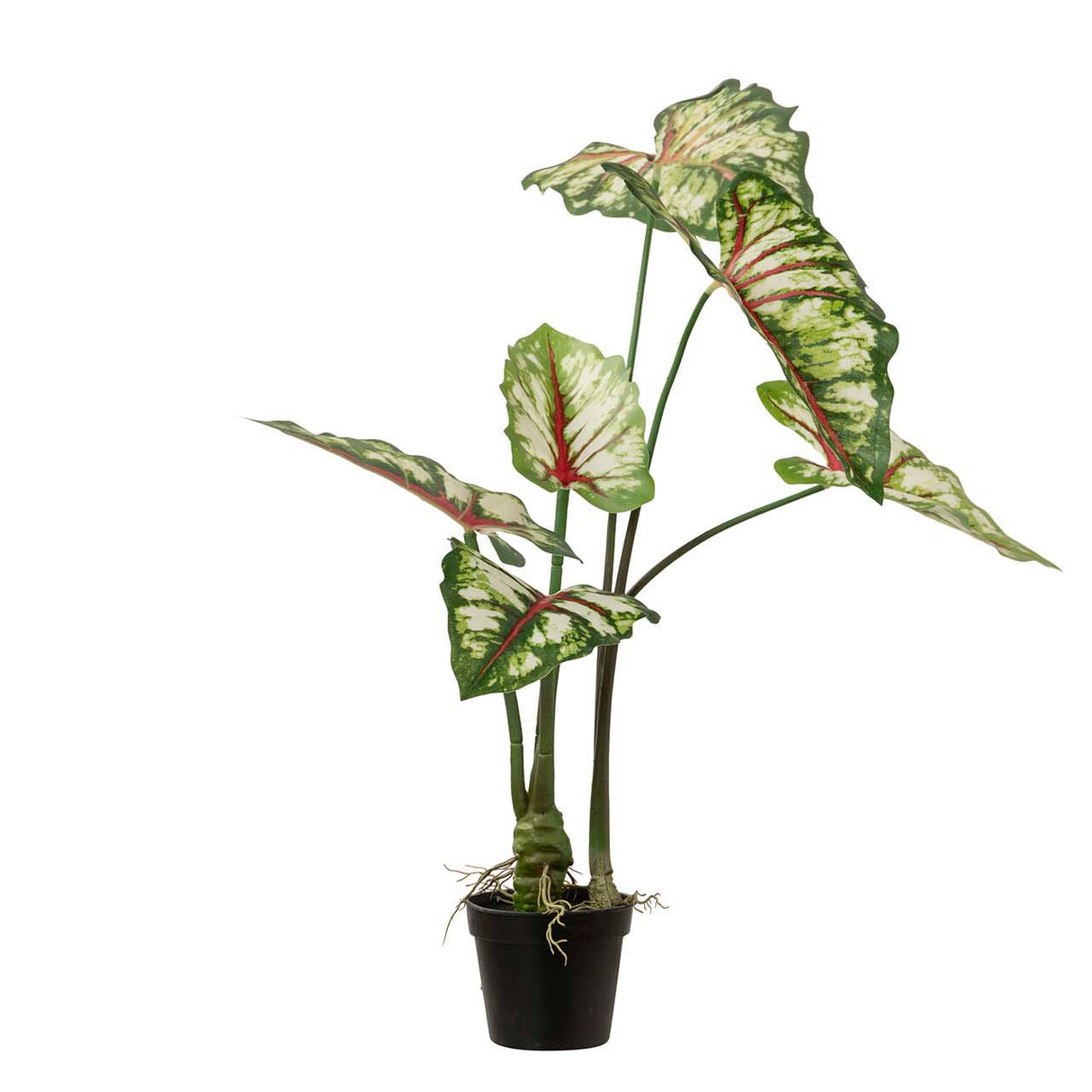 Arbre de caladium bicolor avec un pot de 50x50x70 cm