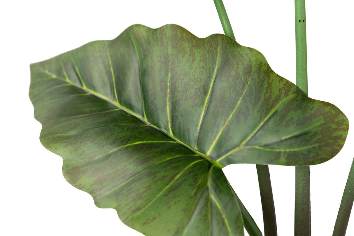 Sarian Alocasia Tree mit 80x80x95 cm Topf