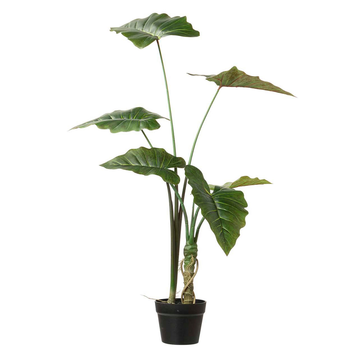 Sarian Alocasia Tree mit 80x80x95 cm Topf