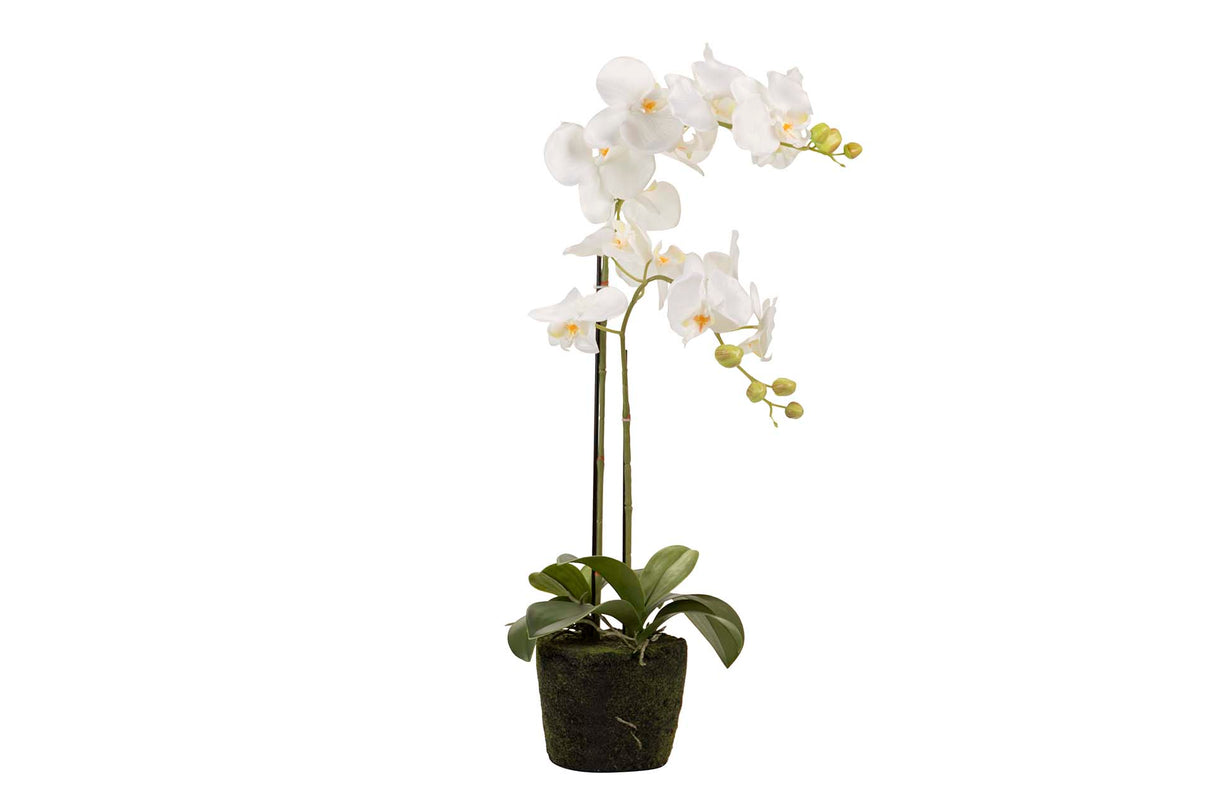 Weißer Polyester Orchidee mit Topf 34x34x71 cm