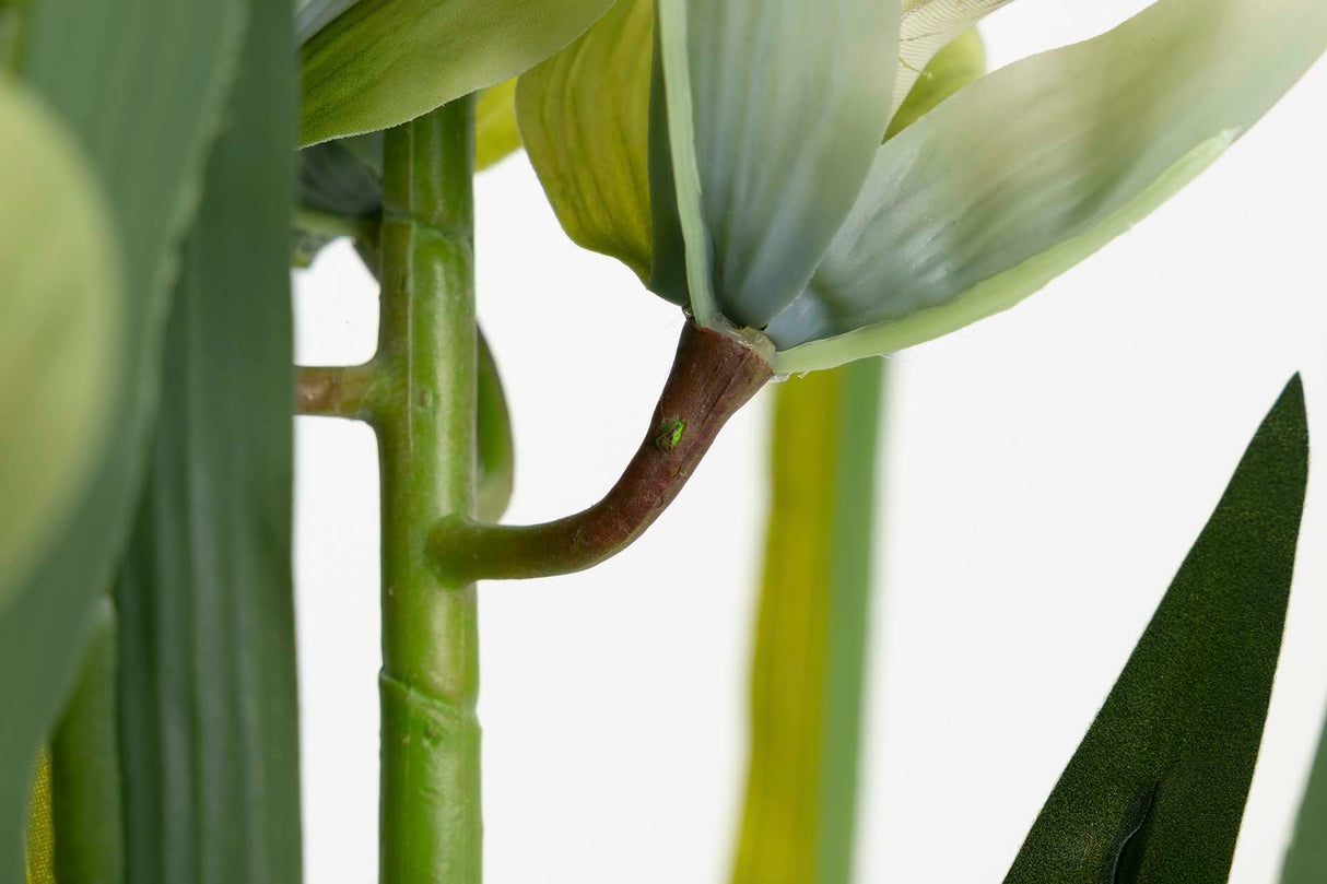 PLANTA ORQUIDEA CYMBIDIUM 70x70x110 CM