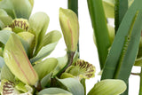 PLANTA ORQUIDEA CYMBIDIUM 70x70x110 CM