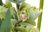 PLANTA ORQUIDEA CYMBIDIUM 70x70x110 CM