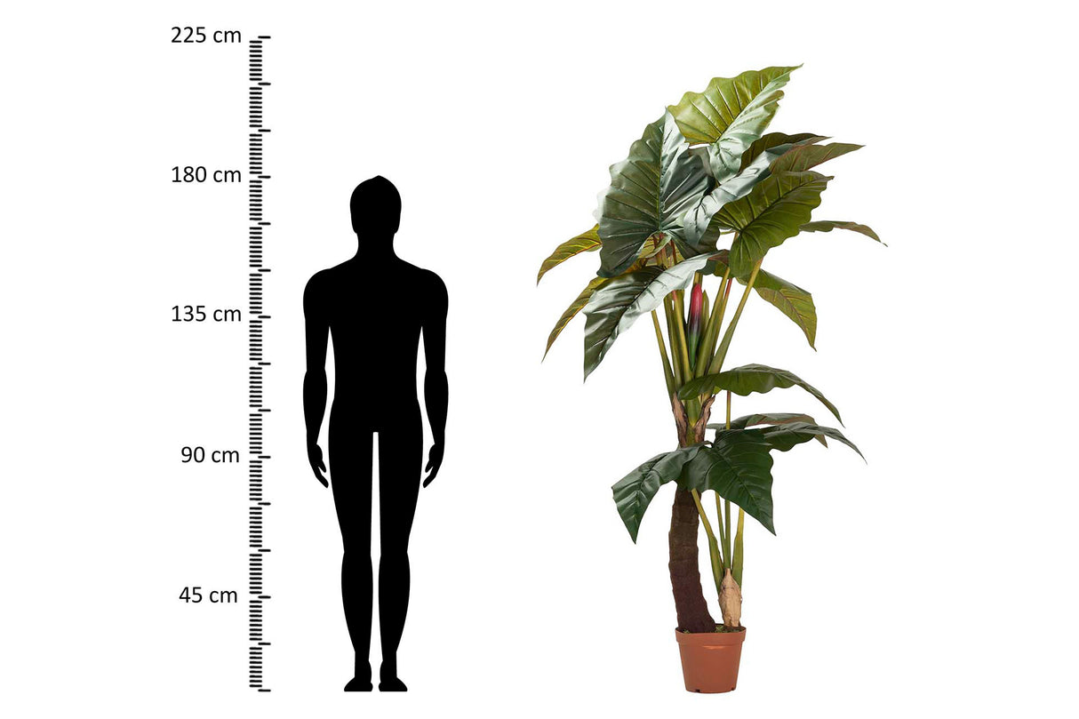 Esculenta Colocasia Plant 150x150x220 cm