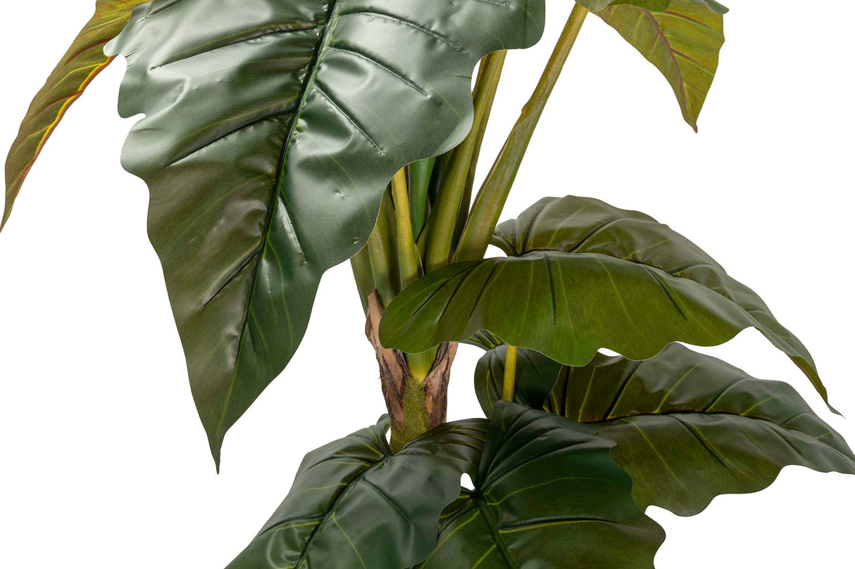 Esculenta Colocasia Plant 150x150x220 cm