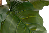 Esculenta Colocasia Plant 150x150x220 cm