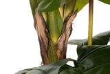 Esculenta Colocasia Plant 150x150x220 cm