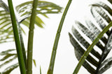 Areca Palma Plant 110x110x190 cm