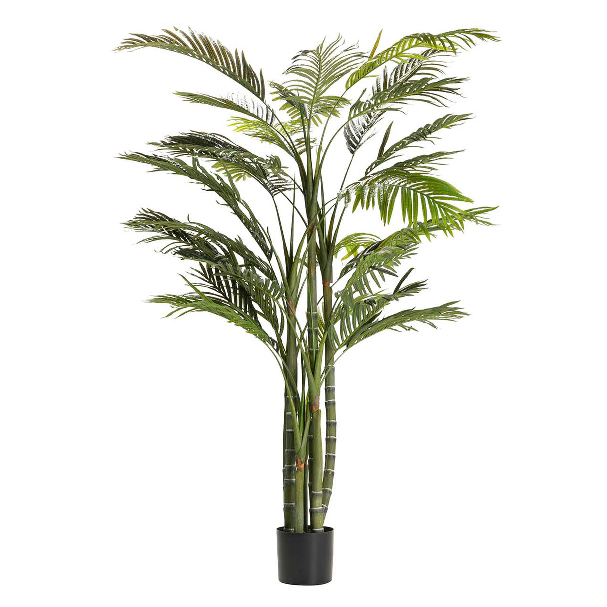 Areca Palma Plant 110x110x190 cm