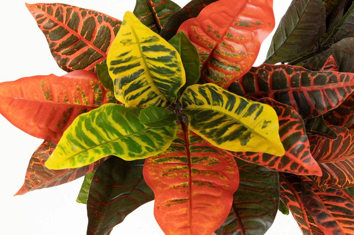 Codiaeum variegatum 60x60x100 cm Anlage