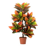 Codiaeum variegatum 60x60x100 cm Anlage