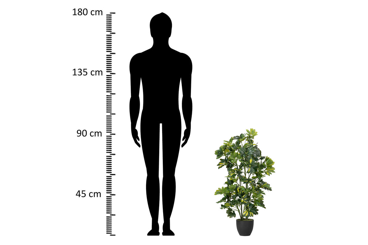 50x50x95 cm Arboricola Scheffle Plant