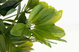 50x50x95 cm Arboricola Scheffle Plant