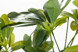 50x50x95 cm Arboricola Scheffle Plant