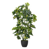 50x50x95 cm Arboricola Scheffle Plant